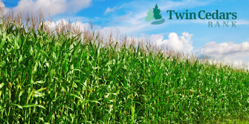 Image of corn farm financed by Twin Cedars Bank of Iowa